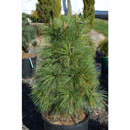 Pinus schwerinii 'Wiethorst' 20 - 30 cm - Obrázek 1