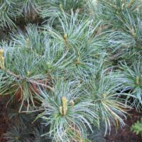 Pinus parviflora 'Blue Giant'30 - 40 cm