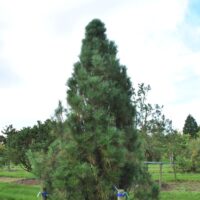 Pinus nigra 'Pyramidalis Compacta'