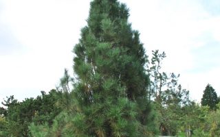 Pinus nigra 'Pyramidalis Compacta'