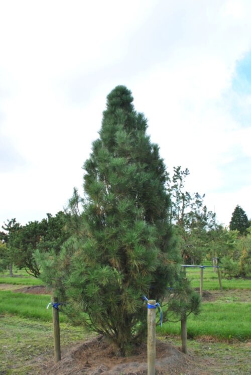 Pinus nigra 'Pyramidalis Compacta' - Obrázek 1