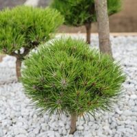 Pinus nigra 'Marie Bregeon'