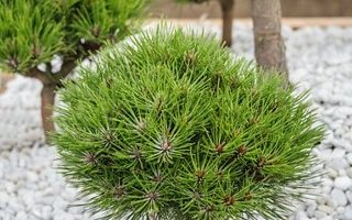 Pinus nigra 'Marie Bregeon'