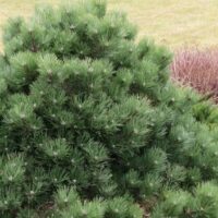 Pinus nigra 'Helga' 20 - 30 cm