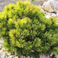 Pinus mugo 'Ophir'