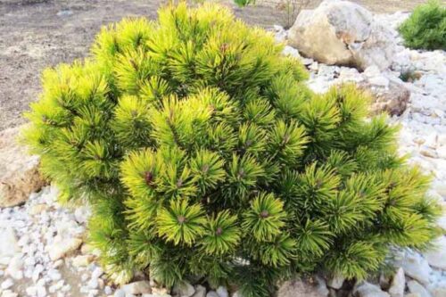 Pinus mugo 'Ophir' - Image 1