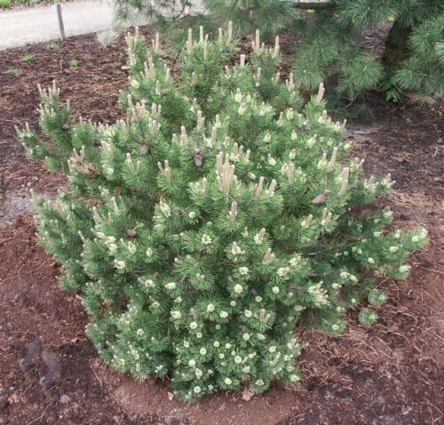 Pinus mugo 'Laurin' 20 - 30 cm - Obrázek 1