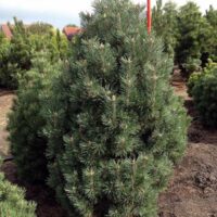 Pinus mugo 'Columnaris'