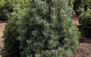 Pinus mugo 'Columnaris'