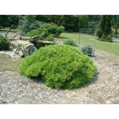 Pinus densiflora 'Low Glow' - Obrázek 1