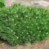 Pinus 'Brepo'® - C7,5L 25-30 CM