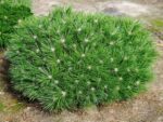 Pinus 'Brepo'®
