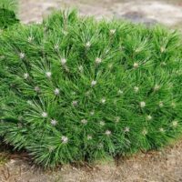 Pinus 'Brepo'®