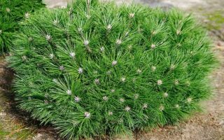 Pinus 'Brepo'®