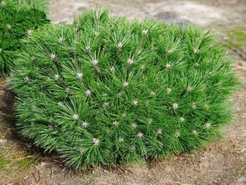 Pinus 'Brepo'® - Obrázek 1
