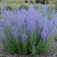 Perovskia atriplicif. 'Silvery Blue' 20 - 30 cm