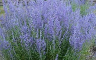 Perovskia atriplicif. 'Silvery Blue' 20 - 30 cm