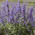 Perovskia atriplicifolia 'Lacey Blue'®