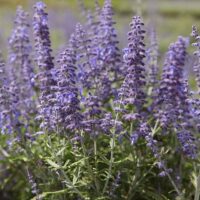 Perovskia atriplicifolia 'Lacey Blue'®