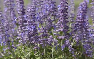 Perovskia atriplicifolia 'Lacey Blue'®