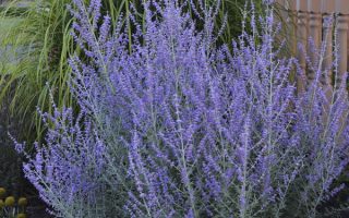 Perovskia atrip. 'Blue Haze'30 - 40 cm