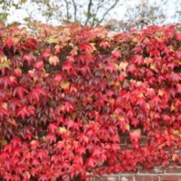 Parthenocissus tr. 'Veitch. Robusta' 40+