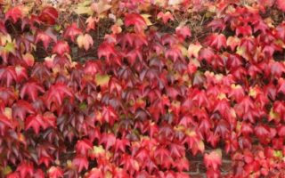 Parthenocissus tr. 'Veitch. Robusta' 40+