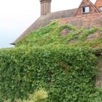 Parthenocissus quinquefolia 40 +