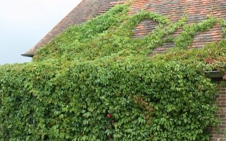 Parthenocissus quinquefolia 40 +