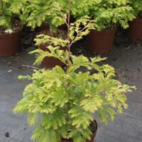 Metasequoia glyptostroboides 'Chubby'®