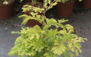 Metasequoia glyptostroboides 'Chubby'®