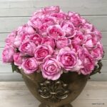 ROSA KORDES 2 L, Königin Marie - Image 5