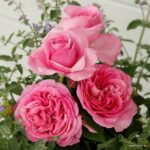 ROSA KORDES 2 L, Königin Marie