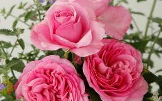 ROSA KORDES 2 L, Königin Marie