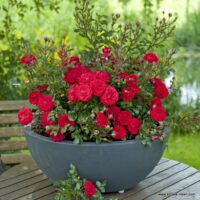ROSA KORDES 2L, Zwergenfee '09®
