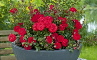 ROSA KORDES 2L, Zwergenfee '09®