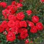 ROSA KORDES 2L, Zwergenfee '09® - Obrázek 4