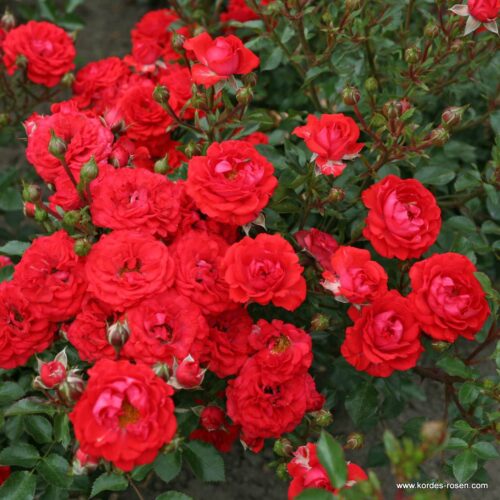 ROSA KORDES 2L, Zwergenfee '09® - Obrázek 4