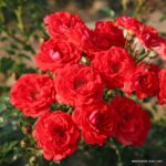 ROSA KORDES 2L, Zwergenfee '09® - Obrázek 3