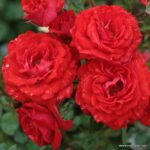 ROSA KORDES 2L, Zwergenfee '09® - Obrázek 2
