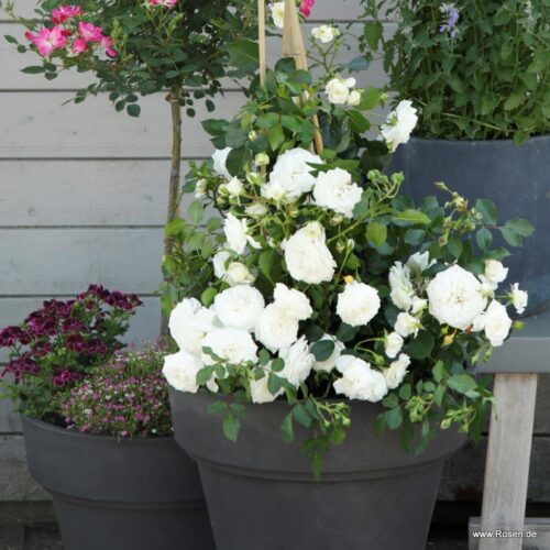 ROSA KORDES 2L, Schneeküsschen® - Obrázek 4