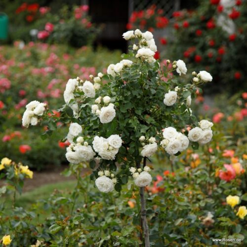 ROSA KORDES 2L, Schneeküsschen® - Obrázek 3