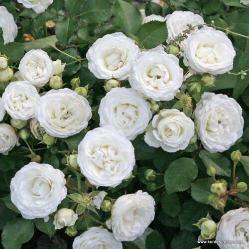 ROSA KORDES 2L, Schneeküsschen® - Obrázek 2
