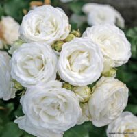 ROSA KORDES 2L, Schneeküsschen®