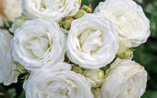 ROSA KORDES 2L, Schneeküsschen®