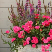 ROSA KORDES 2L Pepita®