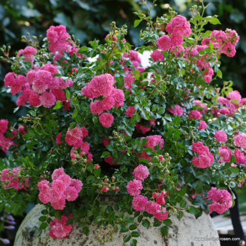 ROSA KORDES 2L Pepita® - Obrázek 3
