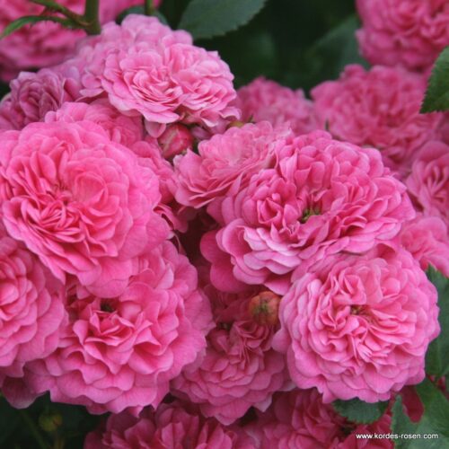 ROSA KORDES 2L Pepita® - Obrázek 4