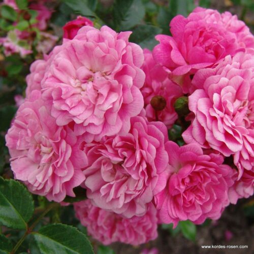 ROSA KORDES 2L Pepita® - Obrázek 2