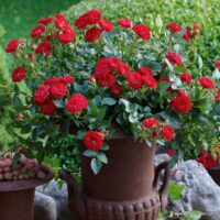 ROSA KORDES 2L Mandy®